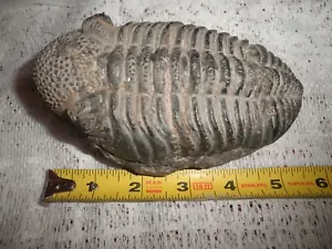 Fossile große anfällige Drotops Trilobit Mrakib Marokko extrem SELTEN ca. " 5 1/2" - Bild 1 von 12