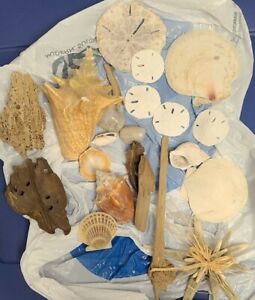 OBX Assorted Shells Sand Dollars Starfish Conch Driftwood