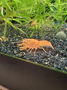 3 +1 extra Orange Dwarf Mexican Crayfish(unsexed) - Picture 1 of 6