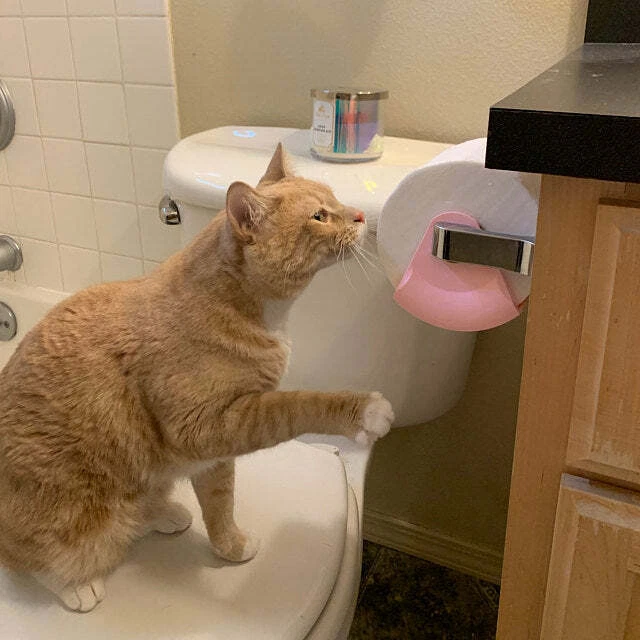 Protector de papel higiénico | Práctico a prueba de perros | Decoración del hogar | Life Hack | Gato  Foto 1 de 1