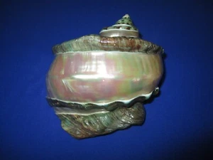 HUGE Turbo marmoratus polished,183mm length(7.4 inch)Nice color-Beautiful Shell - Picture 1 of 11