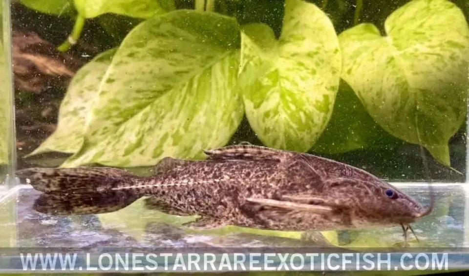 Granulated Catfish / Pterodoras granulosus - Live Aquarium Fish - Image 1 of 4