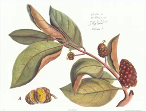 Antique Botanical II Green Brown  Sunset Marketing 25x19 in - Picture 1 of 4