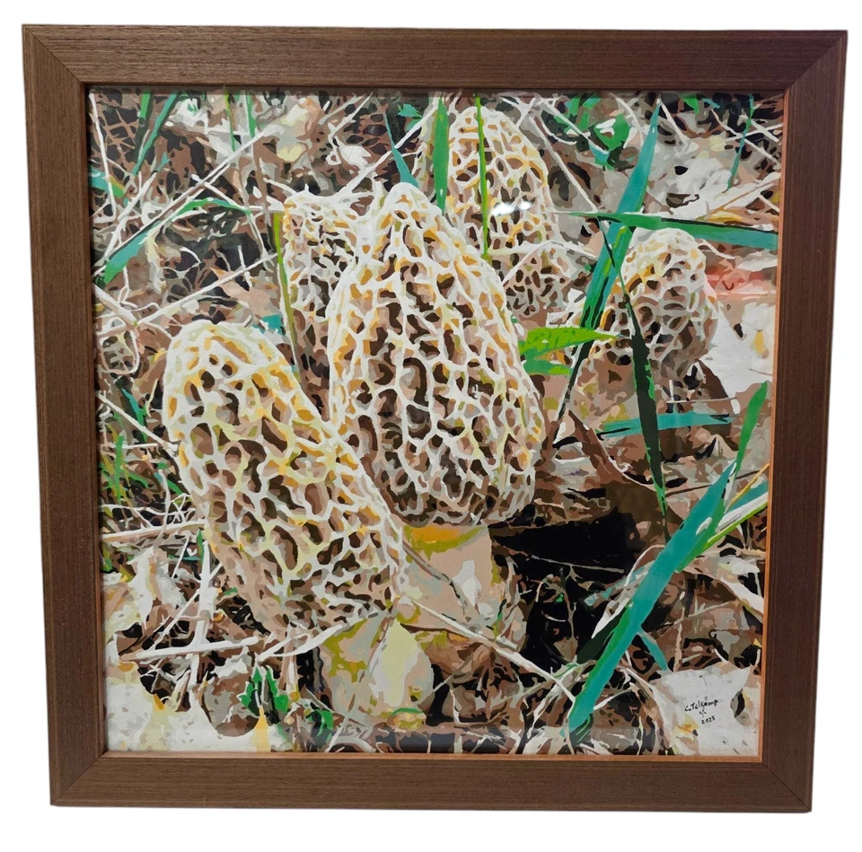🍄 Setas Morel Pintura Por Números Acabado Pintura Firmado Marco Madera 18x18 🍄 Foto 1 de 4