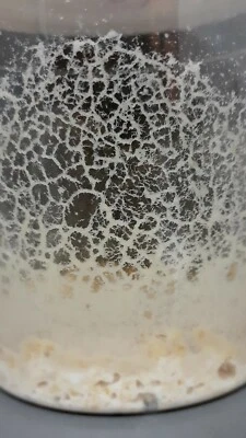 стартовая культура микрогузано - Изображение 1 из 4