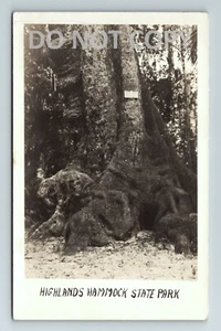 Hamaca Highlands State Park Florida, árbol gigante, postal "Laurel Oak" RPPC - Imagen 1 de 2