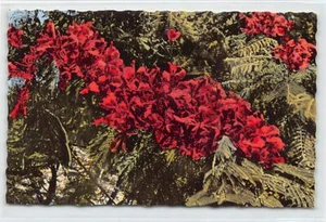 Nouvelle-Calédonie - Fleurs de Flamboyant - Ed. Gipsy 3412 - Bild 1 von 2