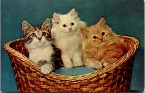 Cartolina Cesto di Gattini Gatti Animali  - Foto 1 di 2