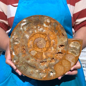 2800g Natural Ammonite Fossil Quartz Crystal Specimen Healing - Picture 1 of 13