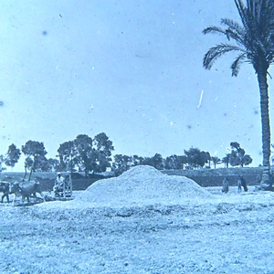 c.1900s Glass Plate Negative Egypt Desert Farmer Palm Tree Horses 3-1/4x4 - Bild 1 von 9