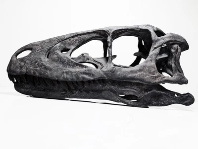 Deinonychus antirrhopus skull, lifesize raptor fossil replica - Image 1 of 4