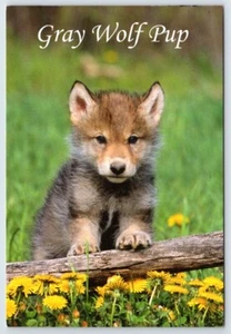AK Grauer Wolf Welpe - Bild 1 von 2