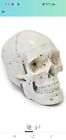 hBARSCI Human Adult Skull Anatomical Model, 3 Part