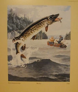 Rapala Musky Print Esox Masquinongy - Picture 1 of 4