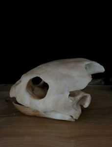 Turtle skull - loggerhead sea turtle - Quality replica -FREE world wide shipping - Bild 1 von 8