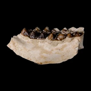 1,1" Leptomeryx Evansi Oligozän Alter Fossil Hirsch Kiefer Zähne Wyoming Display Echtheitszertifikat - Bild 1 von 8