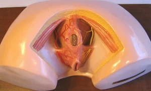 Modelo de enseñanza de educación médica anatómica anatómica del perineo humano femenino Anus - Imagen 1 de 3