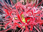 lys araignée rouge nénuphars fleurs botaniques fleurs aquarelle peinture art imprimé de