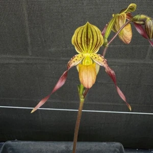 Orchid seedling Paph. Barbara Tisherman advanced - Picture 1 of 10