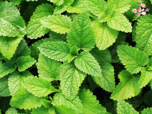 Alteya Organic Spearmint Oil 5ml/10ml – Acne Treatment, Pain & Stress Relief - Picture 1 of 17