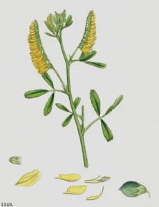 Impresión botánica John Sowerby coloreada a mano de 1860 Melilot común K1A - Imagen 1 de 3