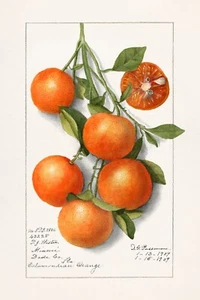 13297.Wall Decor Poster.Watercolor art.Room Interior design.Kitchen.Calamondins - Picture 1 of 1