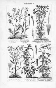 1905 WEEDS ENGRAVING ILLUSTRATION PRINT 2 PAGES - Picture 1 of 4