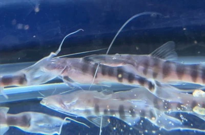 LIVE TROPICAL Fish-Tigrinus Catfish (Brachyplatystoma tigrinum) 6-6.25 Inch - Image 1 of 2