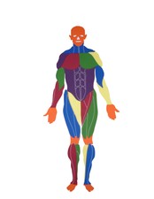 Mr Muscle - Human Muscle puzzle