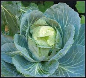 CABBAGE SEED, GOLDEN ACRE, HEIRLOOM, NON GMO, 500 SEEDS, CABAGE - Picture 1 of 1