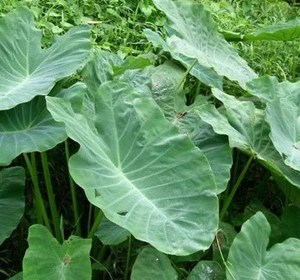 Blue Buddha Farm: Elephant Ear Colocasia Bulb (Size 7/9) - Picture 1 of 5