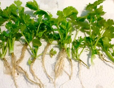 *Check Allowed States* 12+ True Celery Plants Bare Roots Transplant Young Live - Image 1 of 2