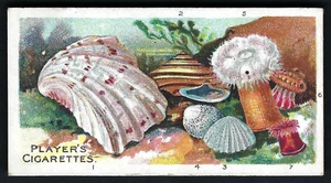 PLAYER - WONDERS OF THE DEEP - #26 SHELLS AND ANEMONES - Picture 1 of 2