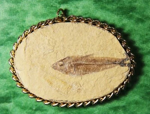 Knightia sp.- Pendant- Kemmerer, WY - Picture 1 of 4