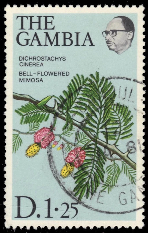 GAMBIA 364 - Mimosa con flores de campana "Dichrostachys cinerea" (pc10455) Foto 1 de 1