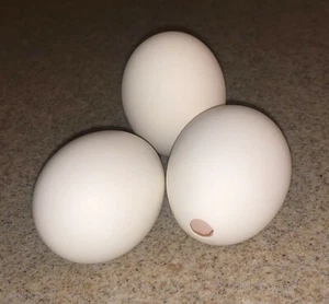 PERFECTLY HOLLOWED OUT EGG SHELLS! (1Dozen/18Count/30Count) Carton Included! - Picture 1 of 7