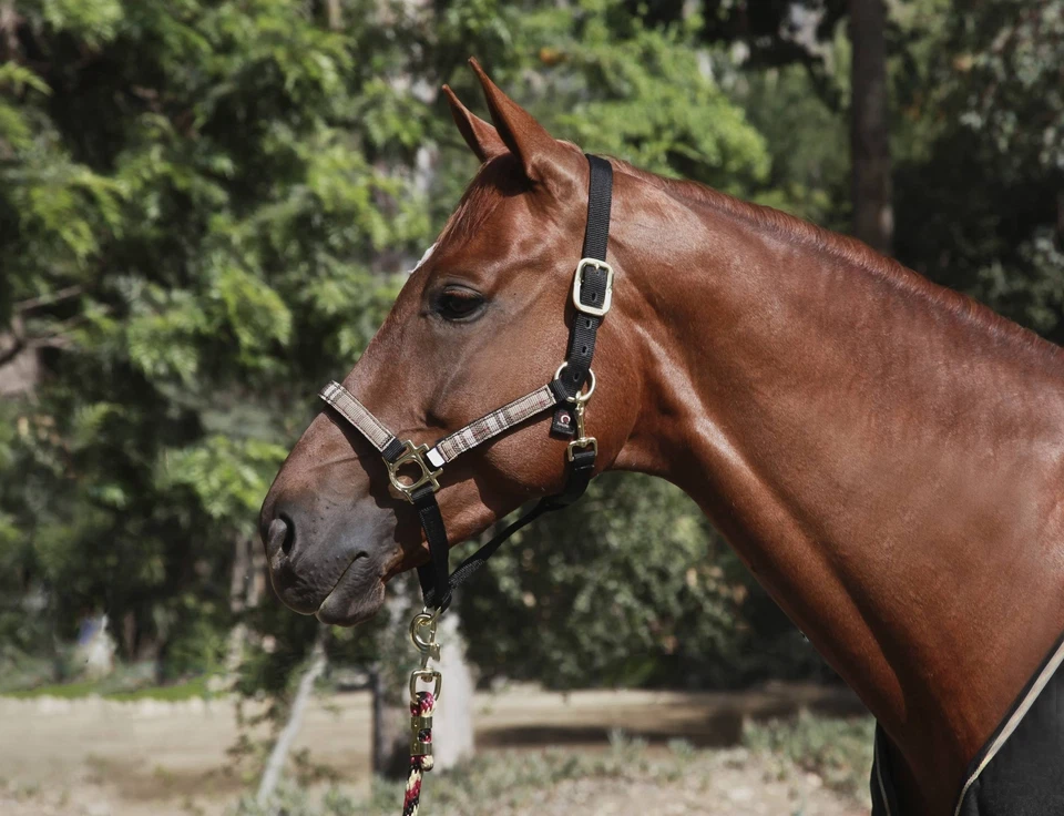 Нейлоновая бретель с бретелью через шею Kensington Premium - Изображение 1 из 1