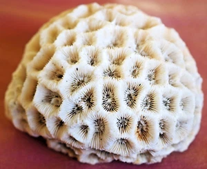 100% Natural Genuine White Brain Coral - Perfect for coastal décor, collections. - Picture 1 of 13