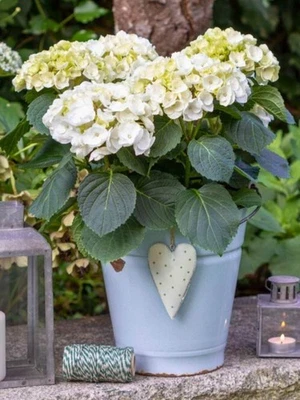 BOHLKEN BAUMSCHULEN Ballhortensie 'Ice Girl' ® | Hydrangea macrophylla 'Ice Girl' ®