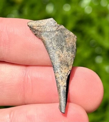 Florida Fossil Bird Bone Avian Rare Pleistocene Ice Age Fossils - Image 1 of 4