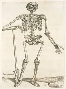 13006.Decor Poster.Room wall design.Vintage interior art.Medical anatomy.Bones - Picture 1 of 1