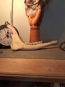 Real Deer Jaw Bone - Natural, Animal, Cool, Science, Gift, Teacher, Class - Picture 1 of 7