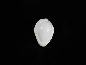 Sea Shell Prunum cinctum 18.6mm ID#9435 - Picture 1 of 2