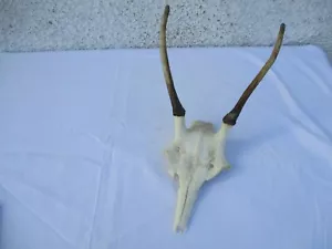massacre de chevreuil Daguet taxidermie cabiné de curiosité - Foto 1 di 9