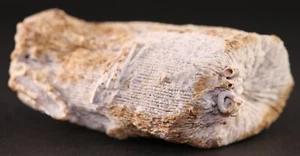 Fossil Coral Colony Jurassic Nattheim Formation Germany COA 3447 - Picture 1 of 12