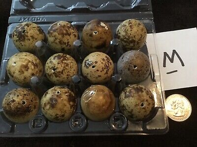 12 Blown Out Real Natural Color Coturnix Quail Eggs One Hole Easter Crafts Lot M • 18.98€