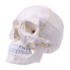 Life Size Human Skull Model Anatomical Anatomy Teaching Skeleton For Hea