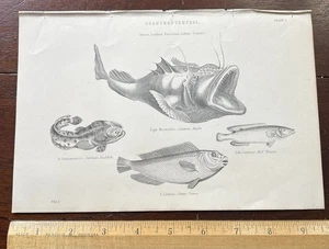 Acanthopterygii Fisch. Kröte, rote Wrasse - antiker Druck um 1870 9 5/8 x 6 1/2 Zoll - Bild 1 von 2