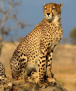 Impresión fotográfica Cheetah 8x10 - Imagen 1 de 1