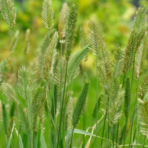 Wangenheim Vulcan Grass Seeds 50 Ornamental Grass Seeds RARE GRASS - Picture 1 of 3